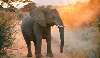 Elefant i aftenlys, Sydafrika