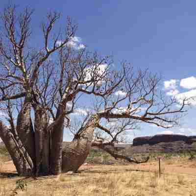 Baobabtræ i det vestlige Australien, Western Australia, Australien