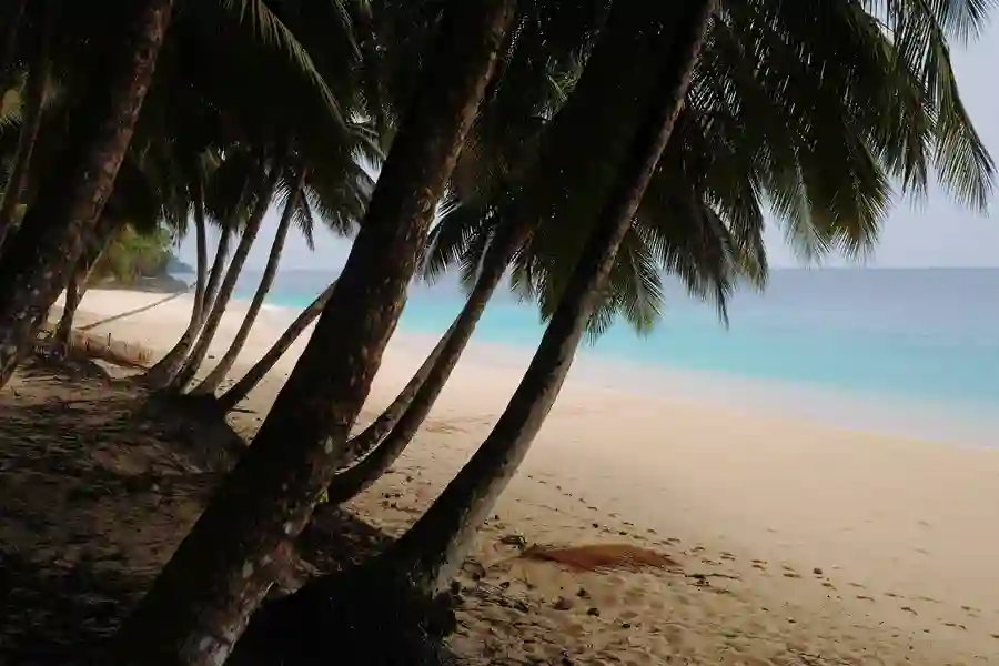 strand, palmer og hav