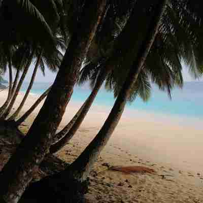 strand, palmer og hav