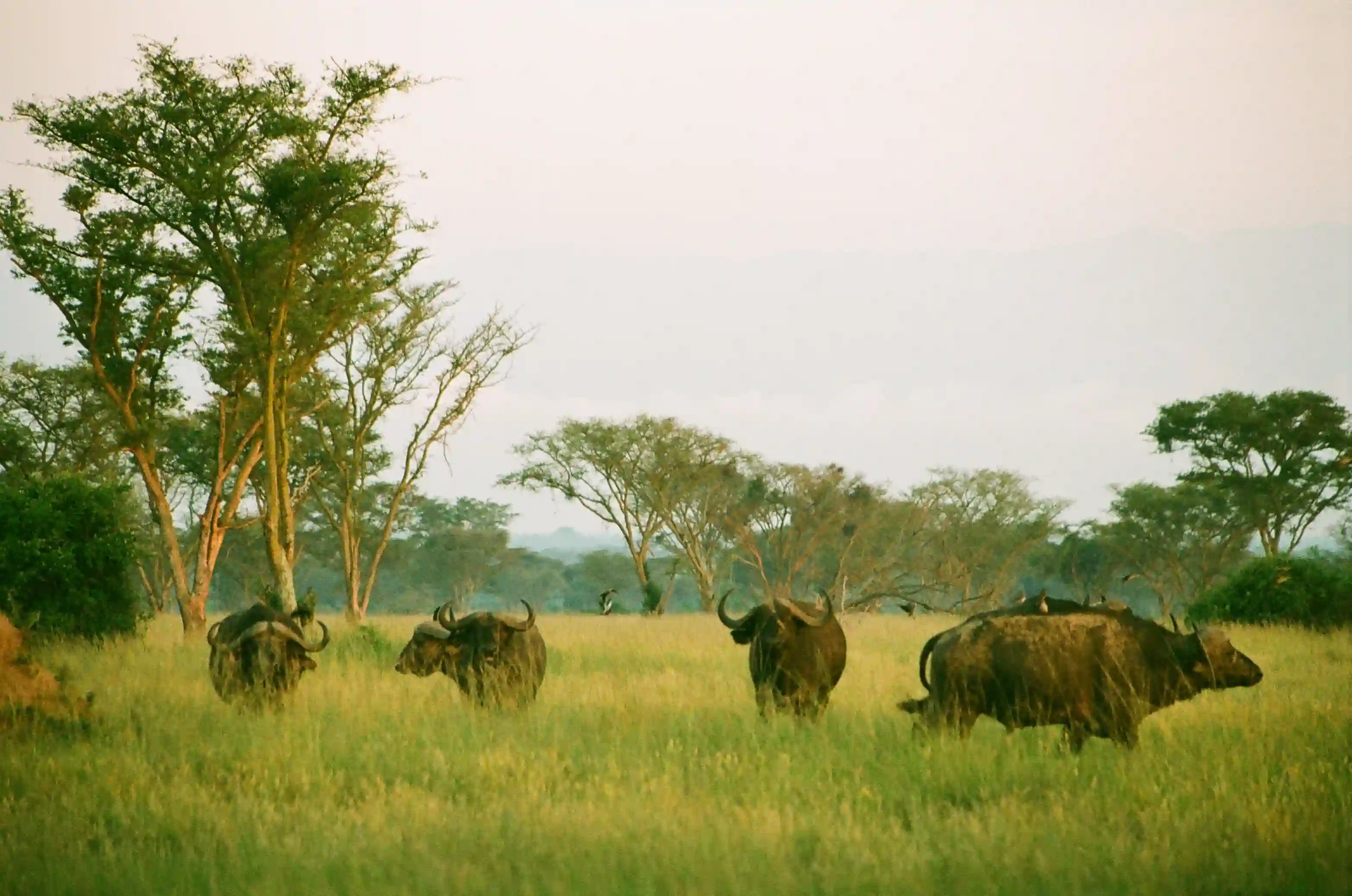 Bøfler i græsset, Uganda