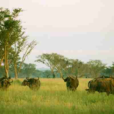 Bøfler i græsset, Uganda