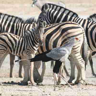 Zebraer i Etosha, Namibia, Afrika