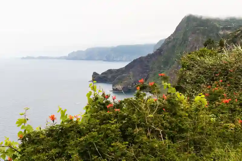 Madeiras-frodige-kyst