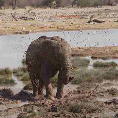 Elefant sprøjter med mudder