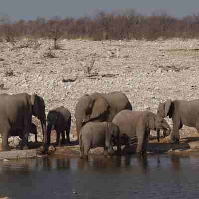 Elefanter ved vandhul i Namibia