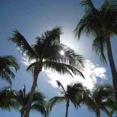 Smukke palmer, Aruba