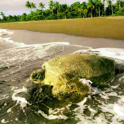 playa tortuga strand skildpadde