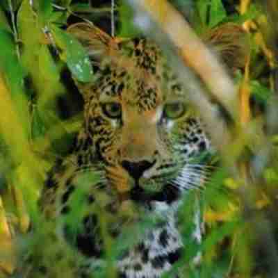 Leopard, Lower Zambezi, Zambia