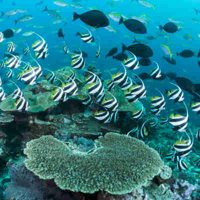 Koralrev og fisk