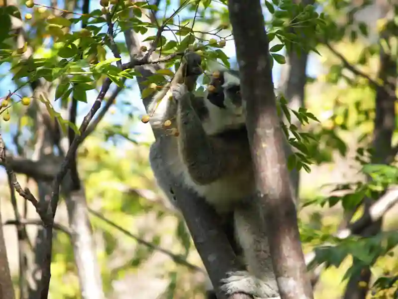 En lemur plukker bær fra træ i Ranomafana National Park