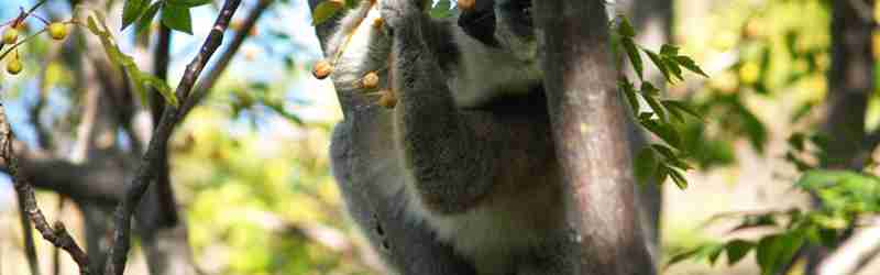 Lemur plukker bær i træ