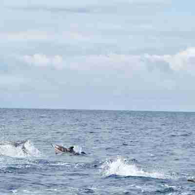 Delfiner ud for Faials kyst