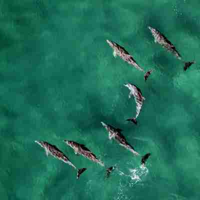 Delfiner ved Ponta do Ouro