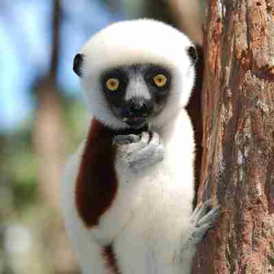 Lemur, Madagaskar