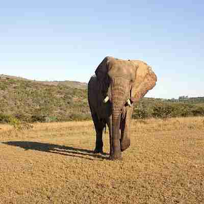 Elefant i Addo, Sydafrika