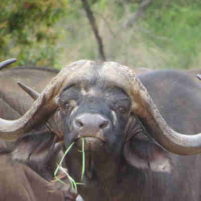 Bøffel i Timbavati National Park