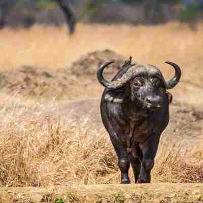 Mød en bøffel på en rejse til Kenya