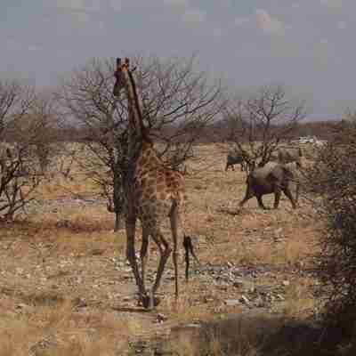 Giraf i Etosha