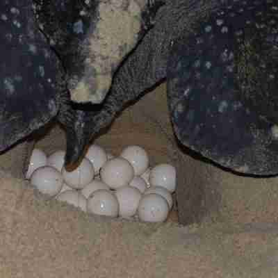 skildpadde æg