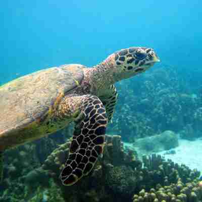 Havskildpadde, Madagaskar