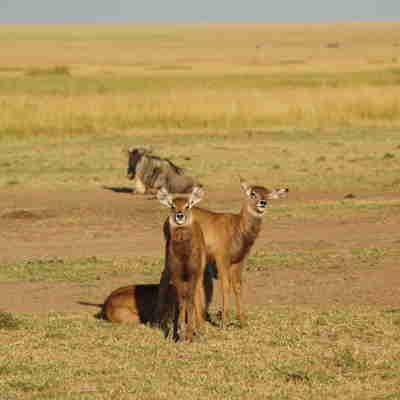 P6184022 Maasai Mara