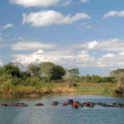Flodheste i Lake Malawi