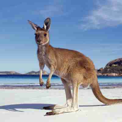 Kænguru på strand, Australien
