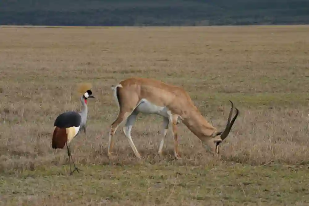 Dyreliv i Ngorongoro, Tanzania