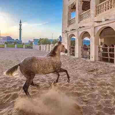 Hest i Doha, Qatar