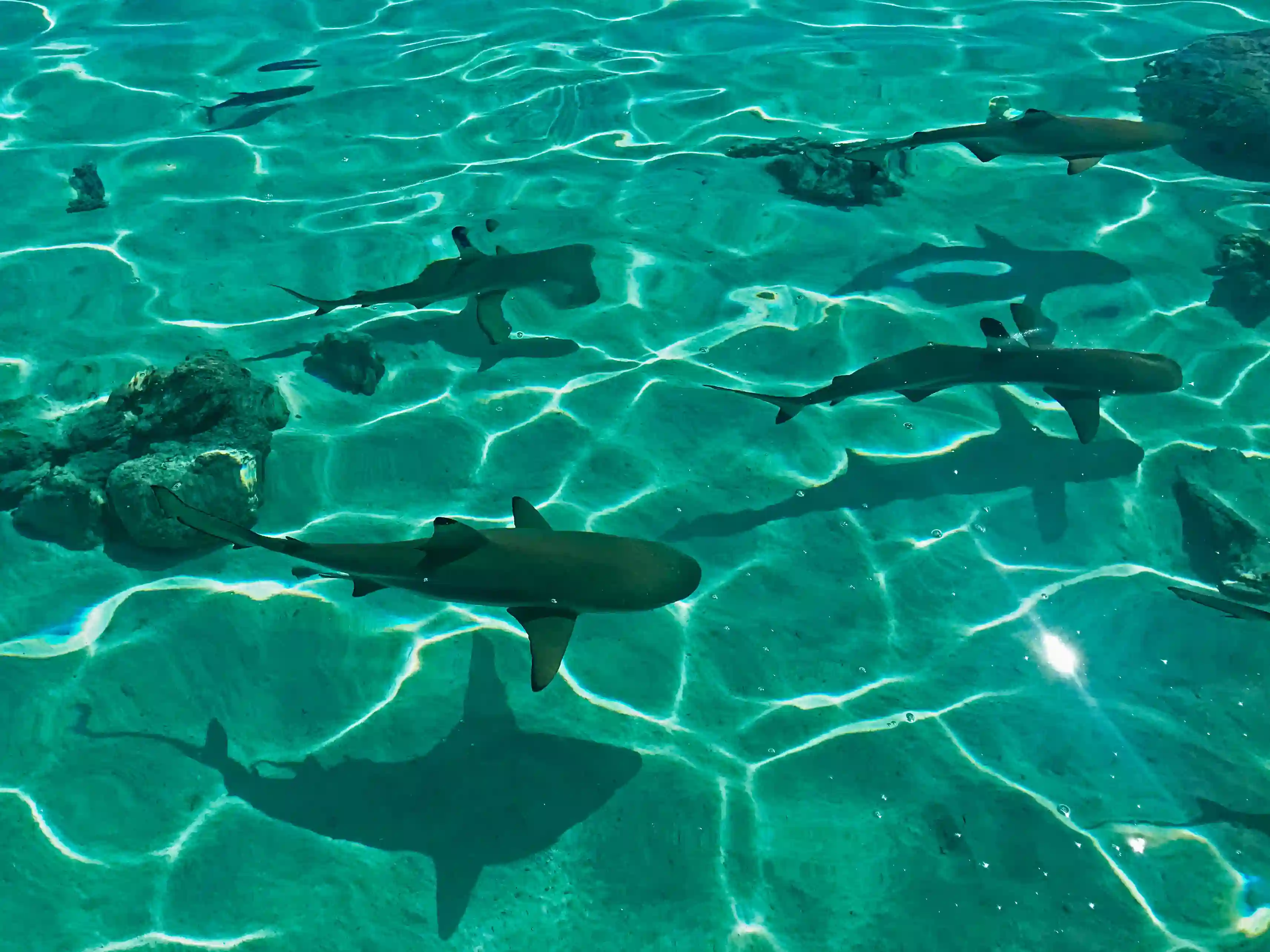 Hajer på Bora Bora