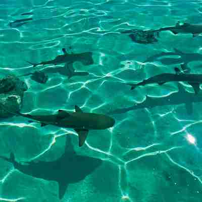 Hajer på Bora Bora