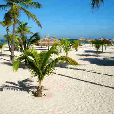 Manchebo_beach_palmtrees