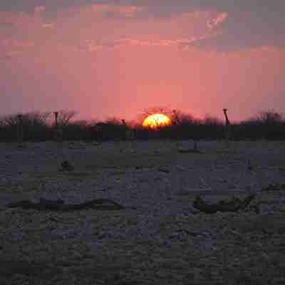 Solnedgang og giraffer i ørkenen