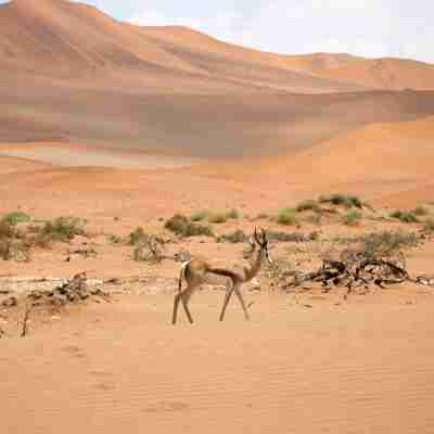Sossusvlei, dyr i ørkenen