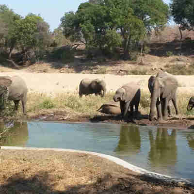 Elefanter ved Simbavati River Lodge