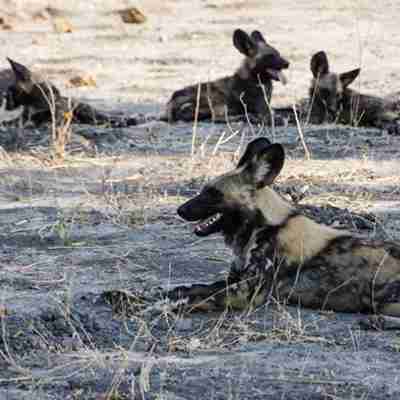 Vilde hunde i Moremi, Botswana