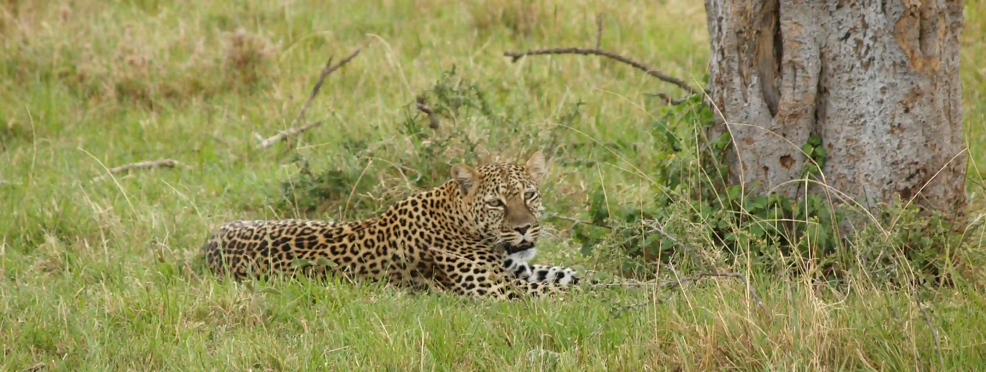 Leopard, Kenya