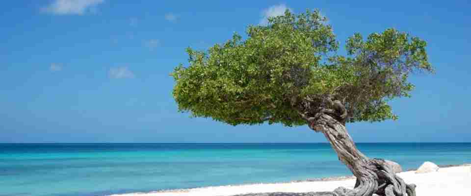 diwi tree