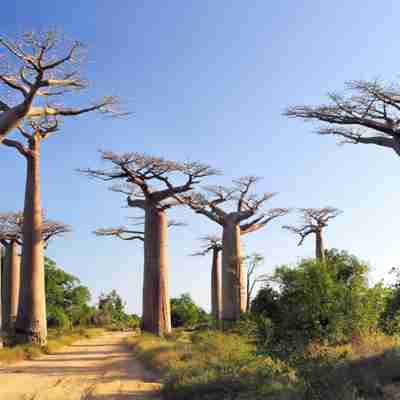 bigstock-Baobabs-Forest-9989195