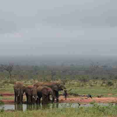 Tørstige elefanter i Kenya