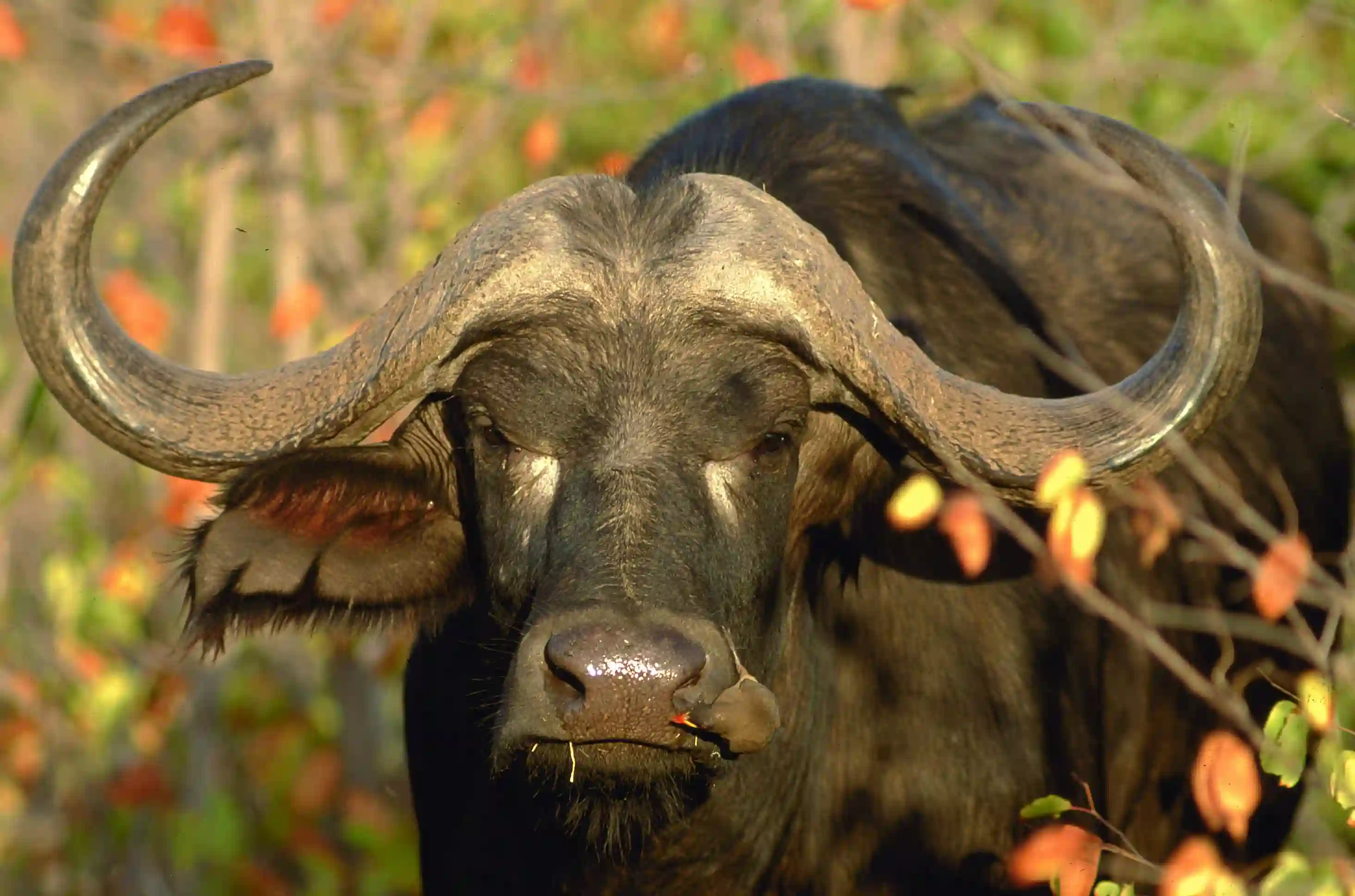 Bøffel hoved, Sydafrika