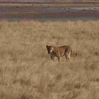 Løvinde i Etosha nationalpark