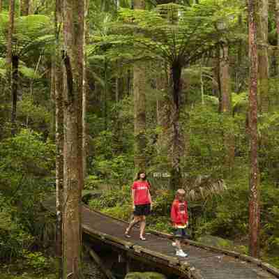 Kæmpe Kauri træer, Kauri Park, Northland, New Zealand