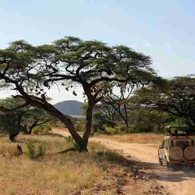 På safari i Afrika