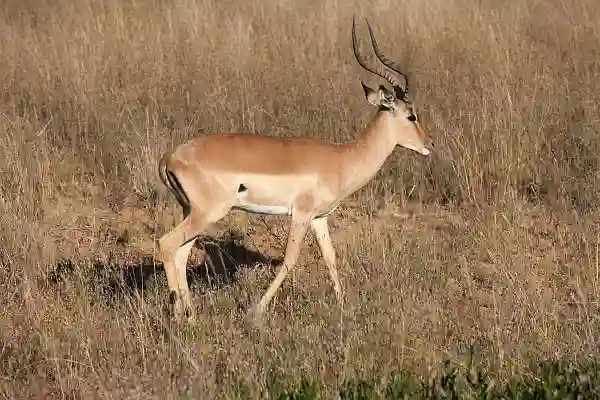 Impala, Sydafrika