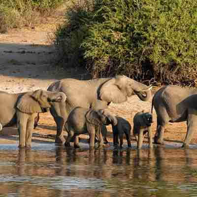 Elefantflok ved floden i Chobe Nationalpark