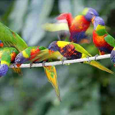 Små farverige fugle
