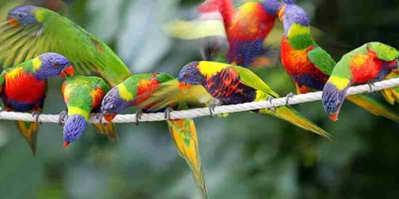 Små farverige fugle