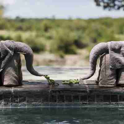 Små elefanter ved poolen på Machaton